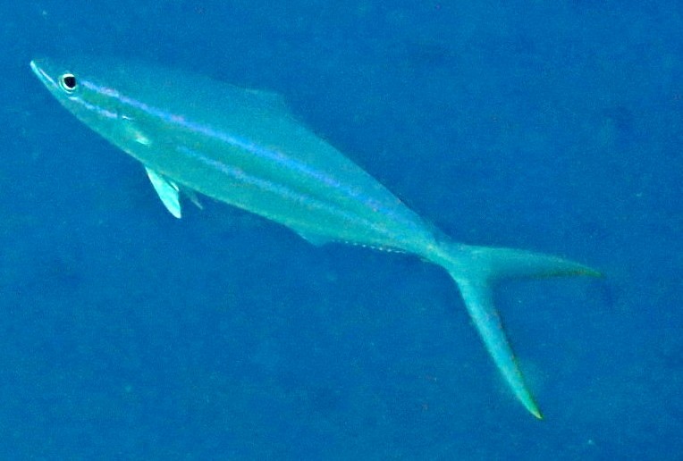 Rainbow runner (Elagatis)