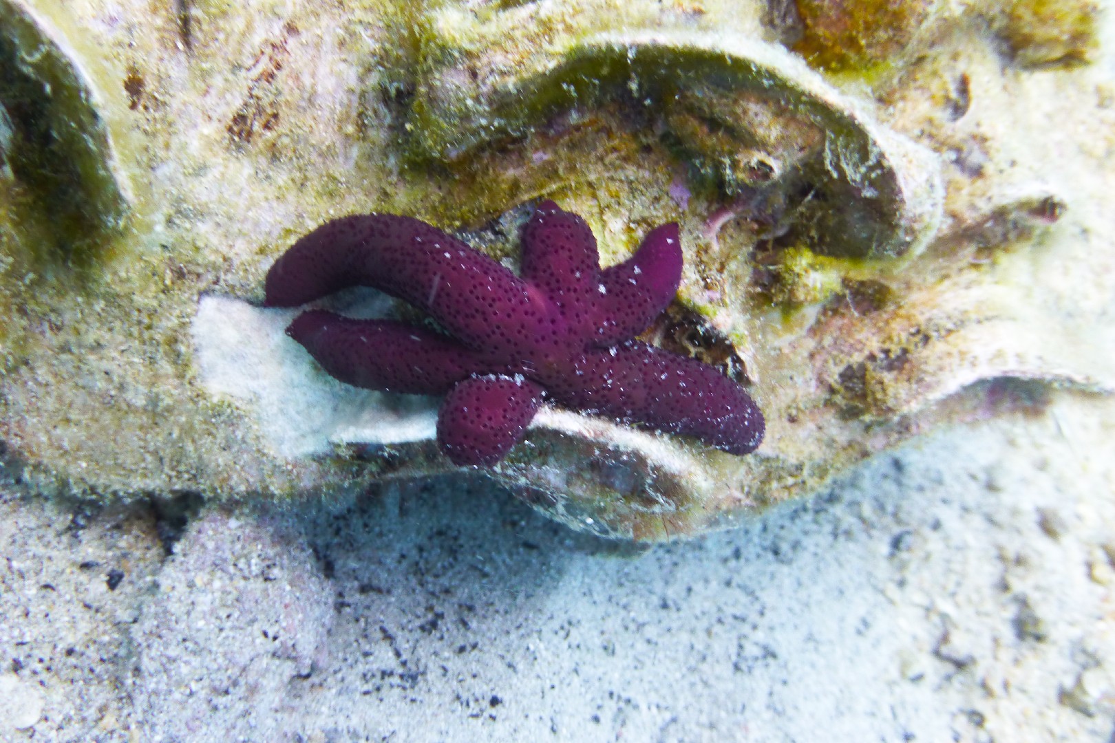 Luzon sea star (Echinaster luzonicus)