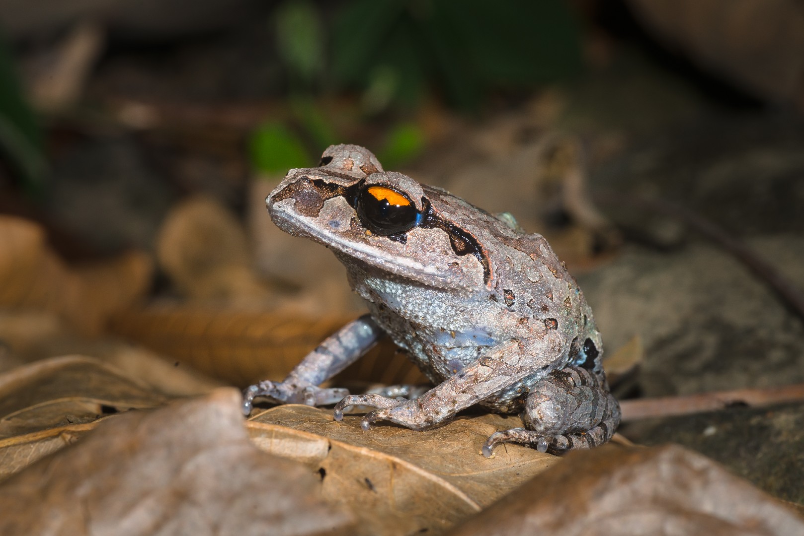 Eastern spadefoot toad (Leptobrachium)