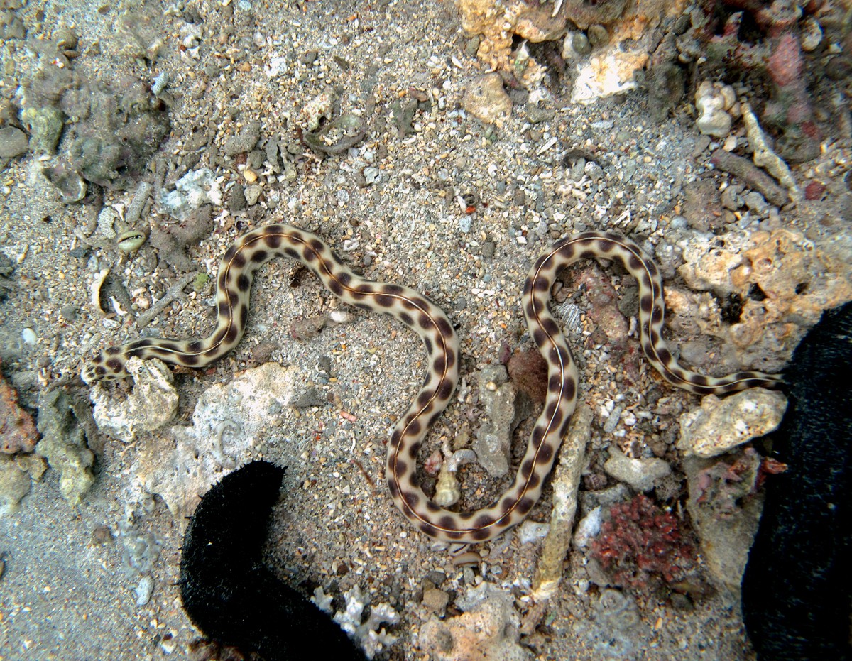 Snake-eel (Myrichthys)