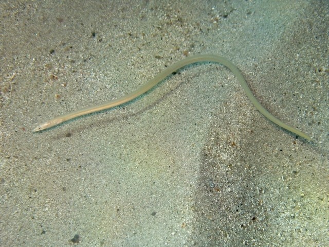 Langkiefer-schlangenaal (Ophisurus serpens)