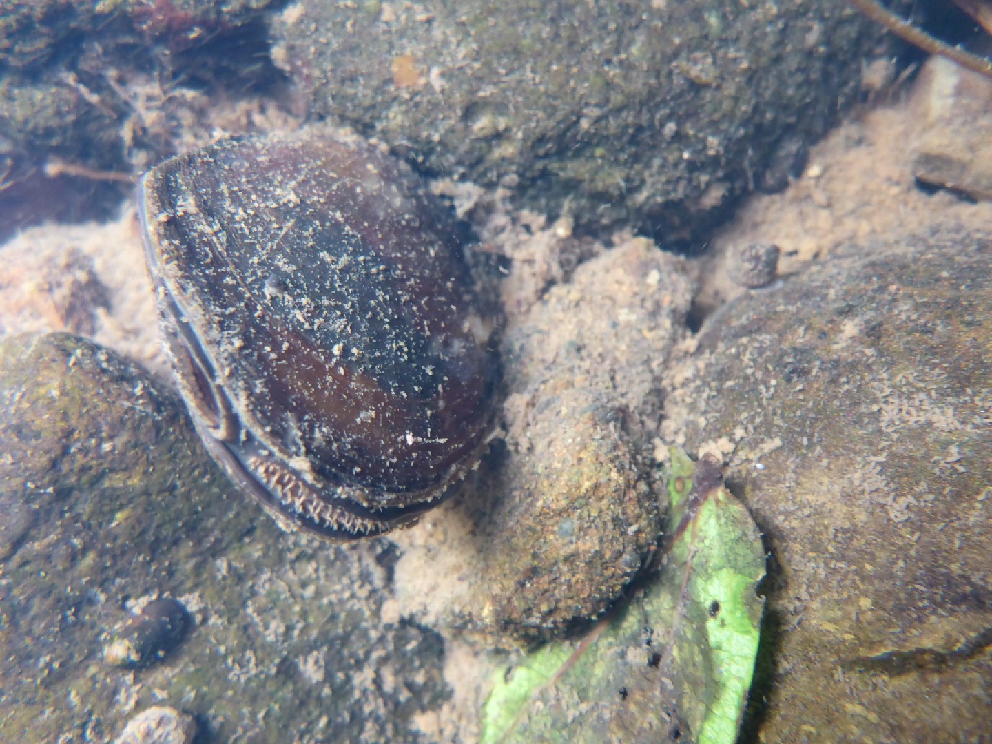 New zealand freshwater mussel (Echyridella menziesii)