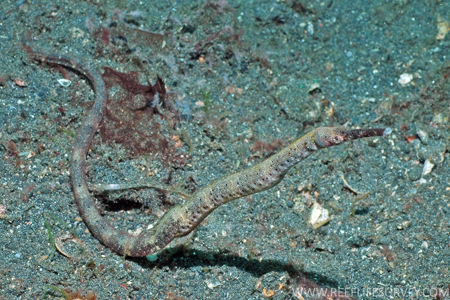 Double-ended pipefish (Trachyrhamphus bicoarctatus)