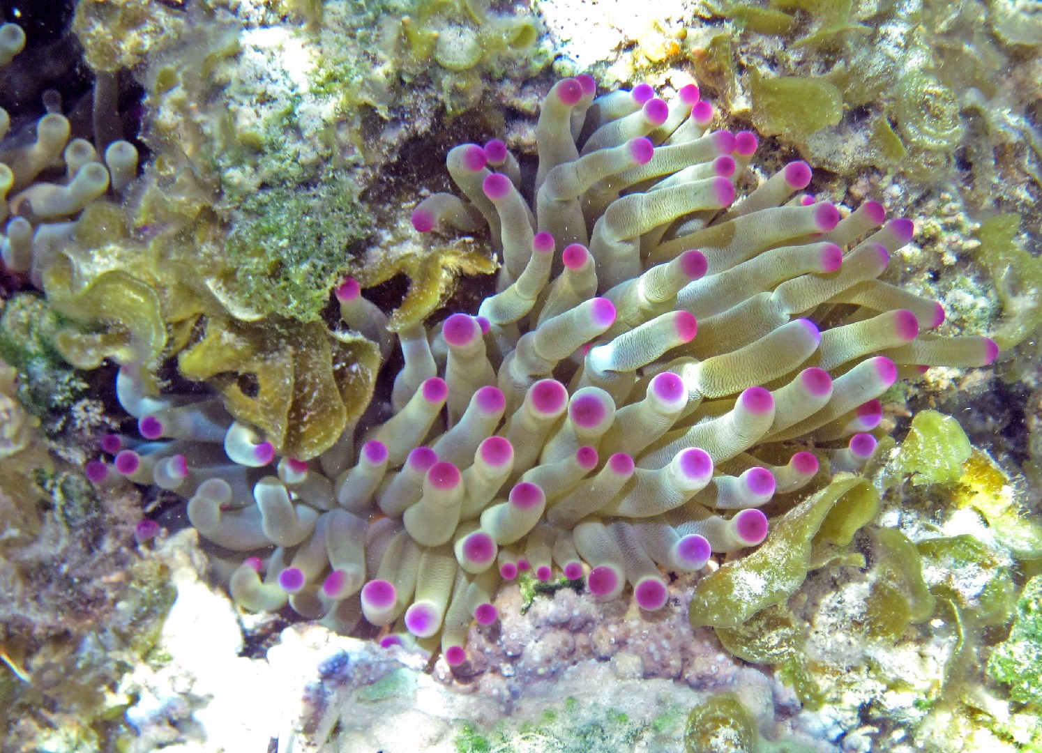 Giant caribbean sea anemone (Condylactis gigantea)