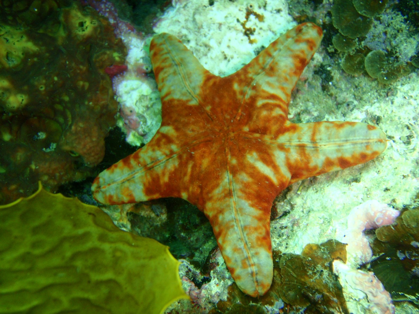 Velvet seastar (Petricia vernicina)