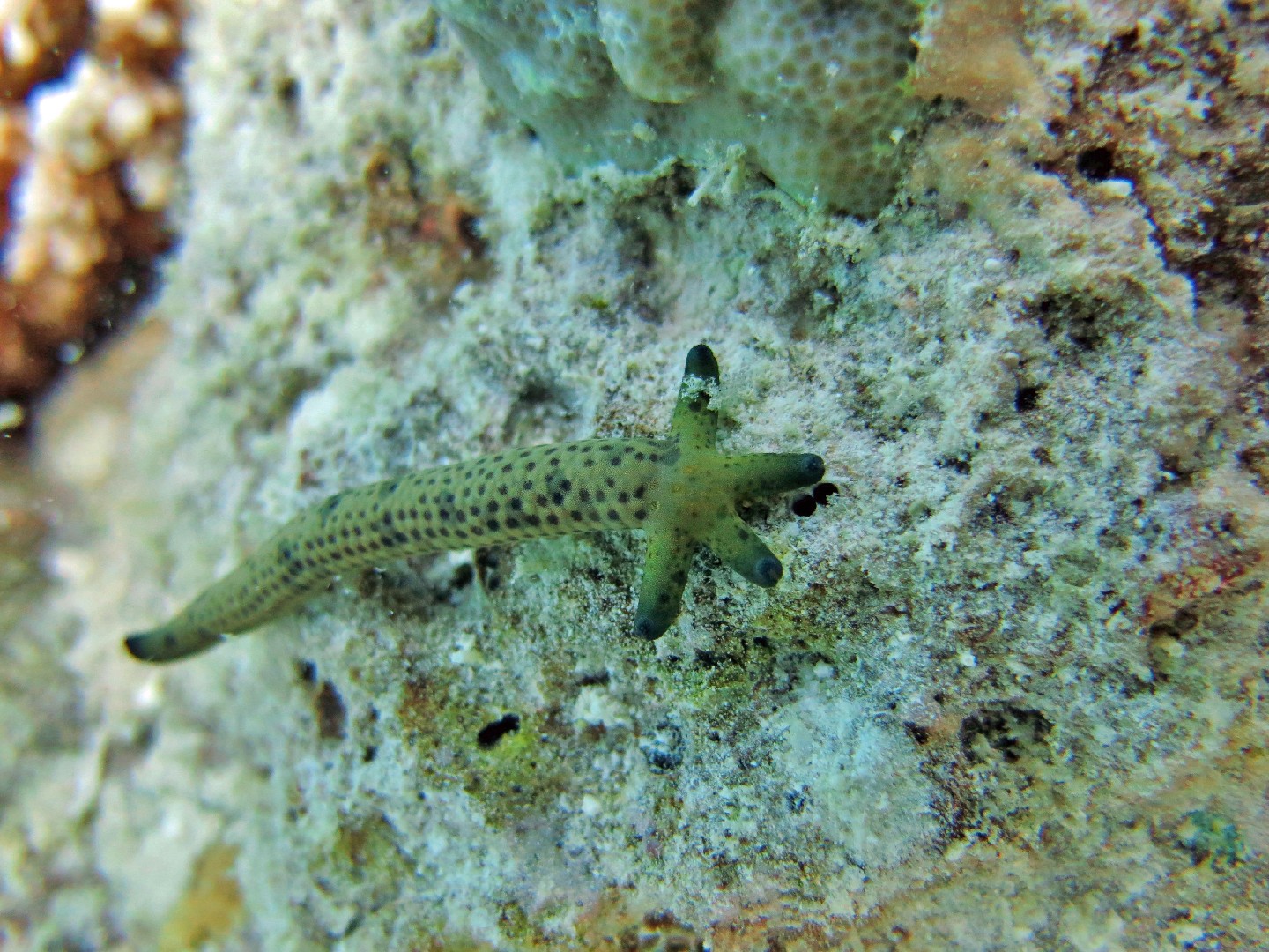 Dalmatian linckia (Linckia multifora)