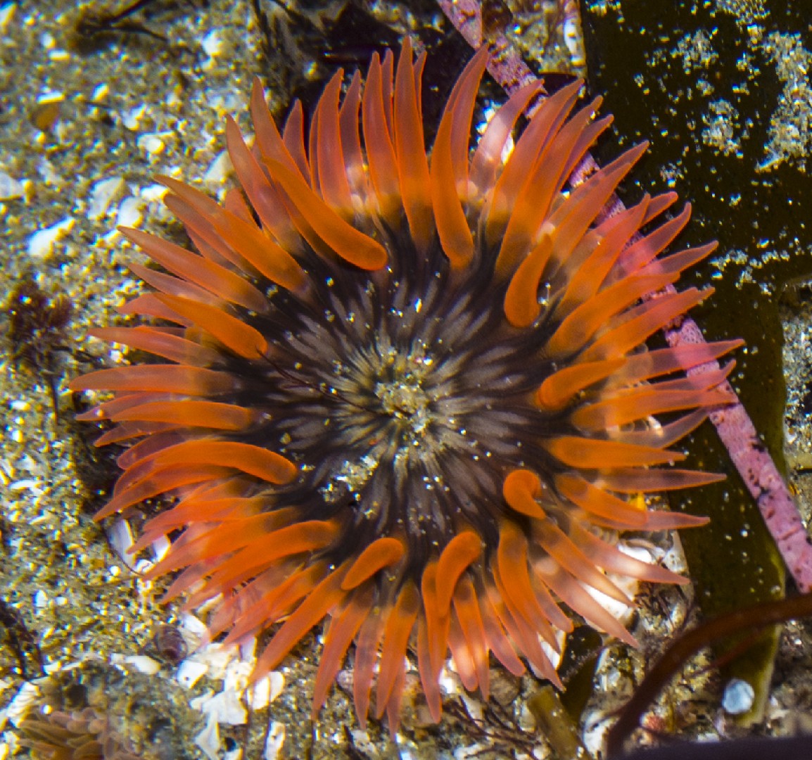 海葵 (Anthopleura artemisia)