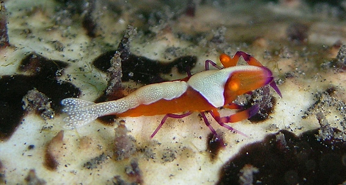 Emperor shrimp (Periclimenes imperator)