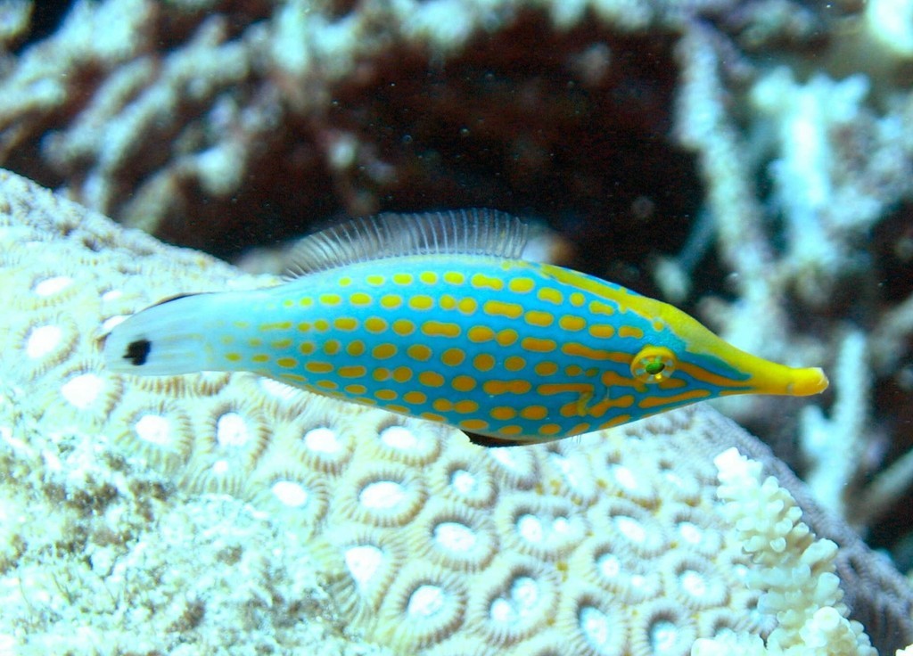 Poisson lime à taches oranges (Oxymonacanthus longirostris)