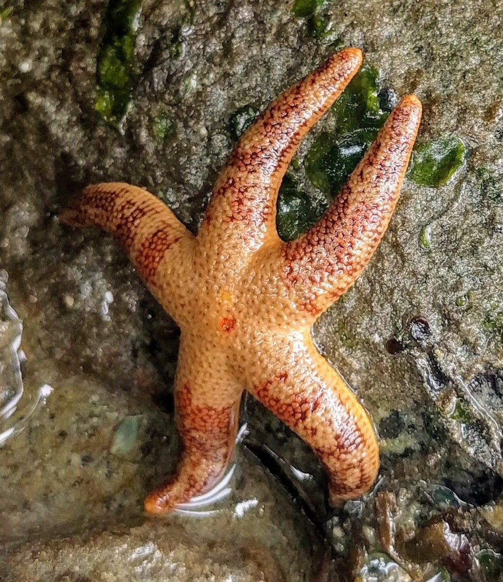 Mottled henricia (Henricia pumila)