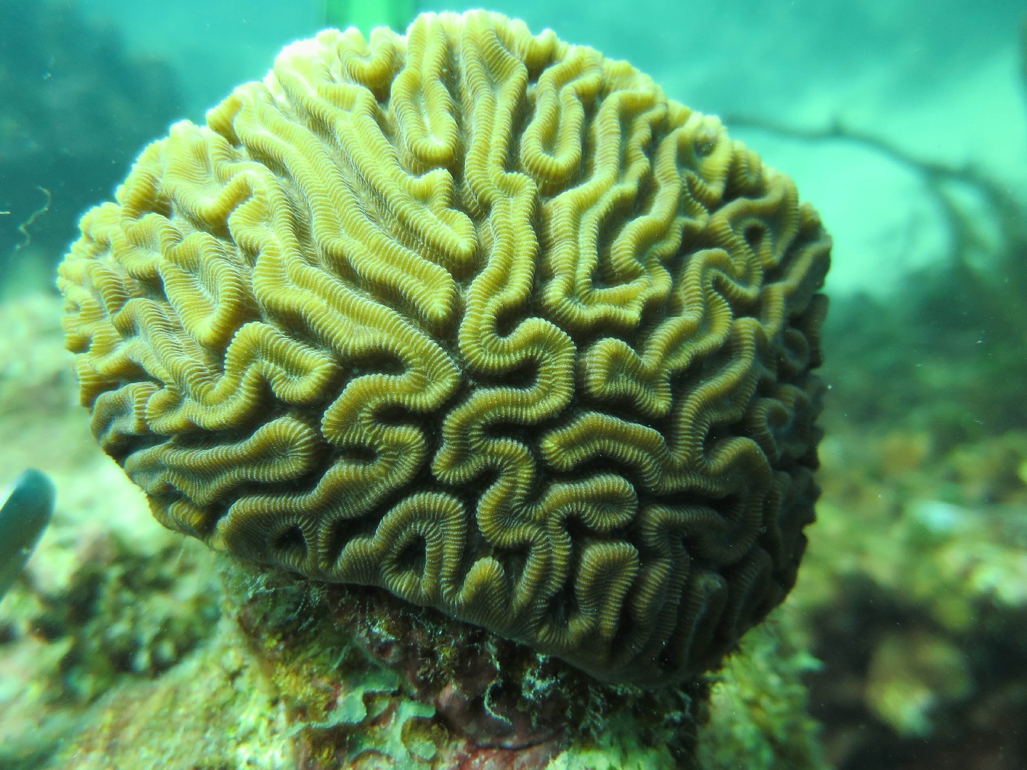 Coral cerebro estriado (Diploria labyrinthiformis)