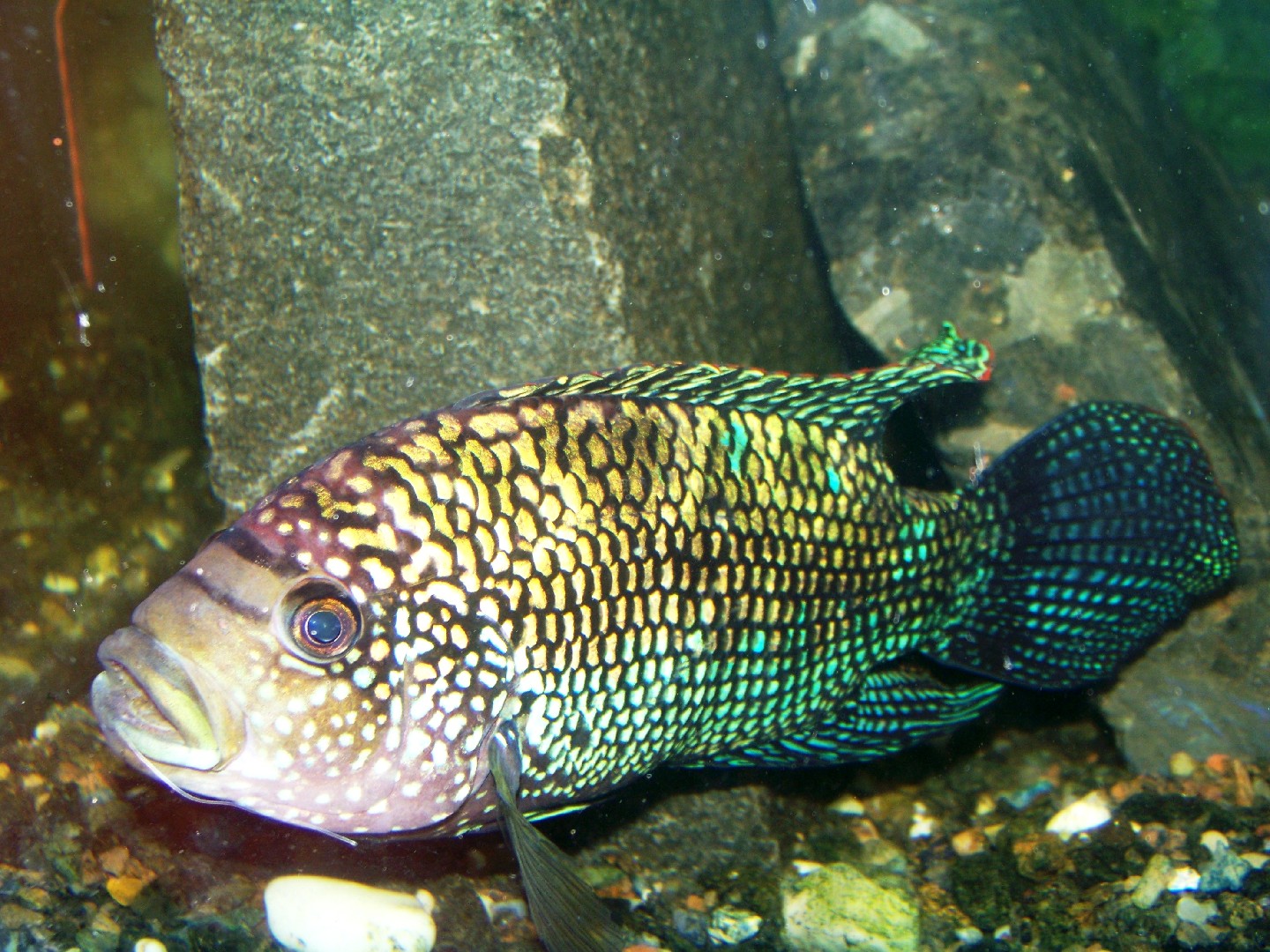 Jack dempsey (Rocio octofasciata)