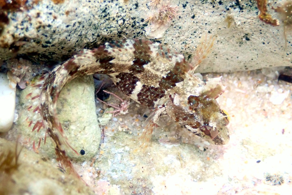 Heteroclinus (Heteroclinus)