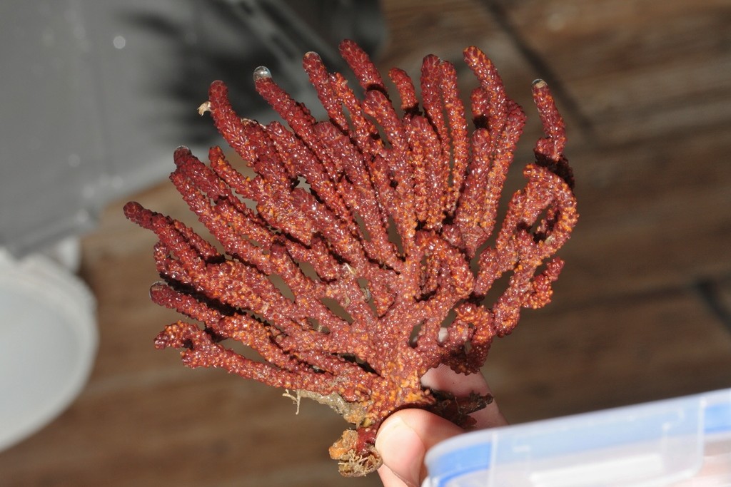 California golden gorgonian (Muricea californica)