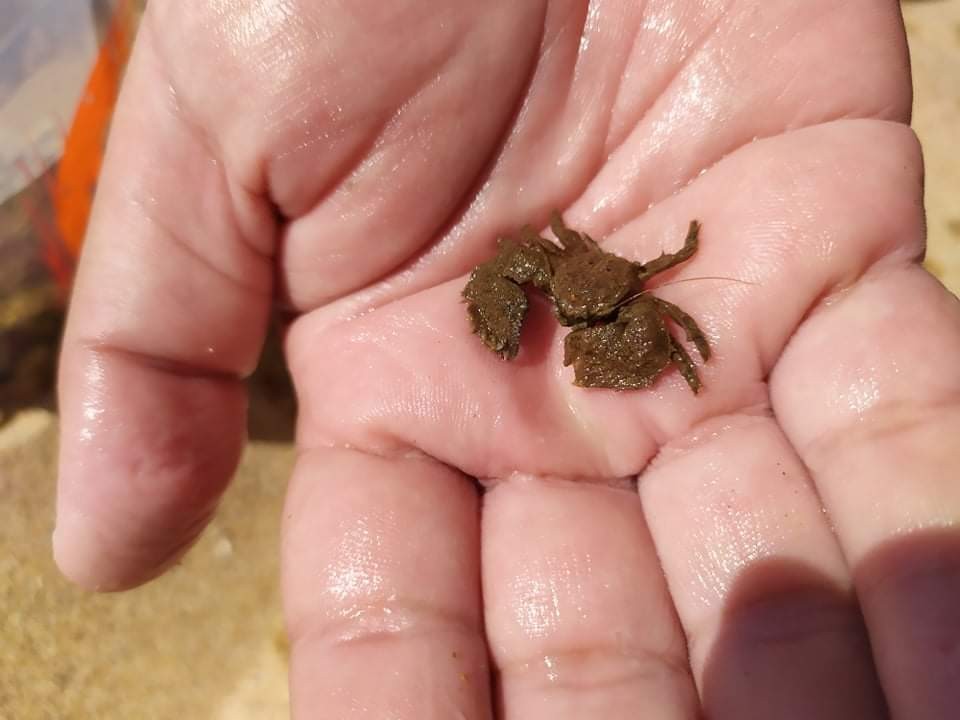 Porcellana platycheles (Porcellana platycheles)