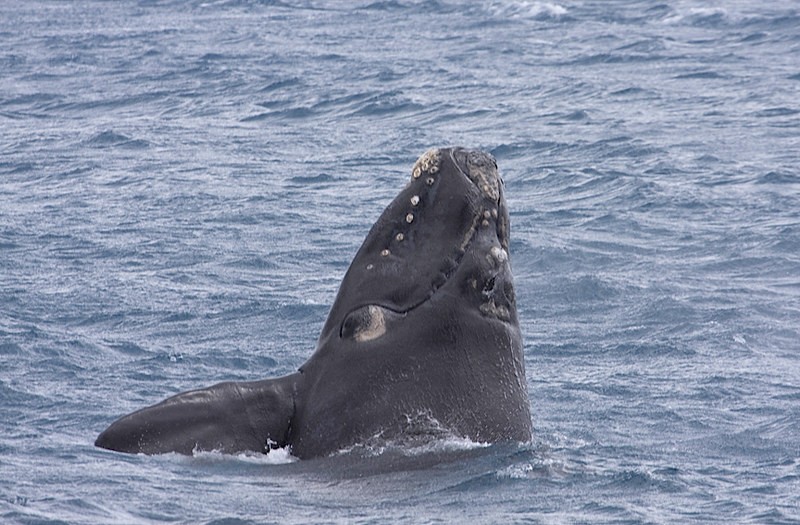 Southern right whale (Eubalaena australis)