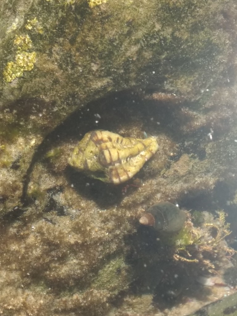 Maxwellia (Maxwellia)