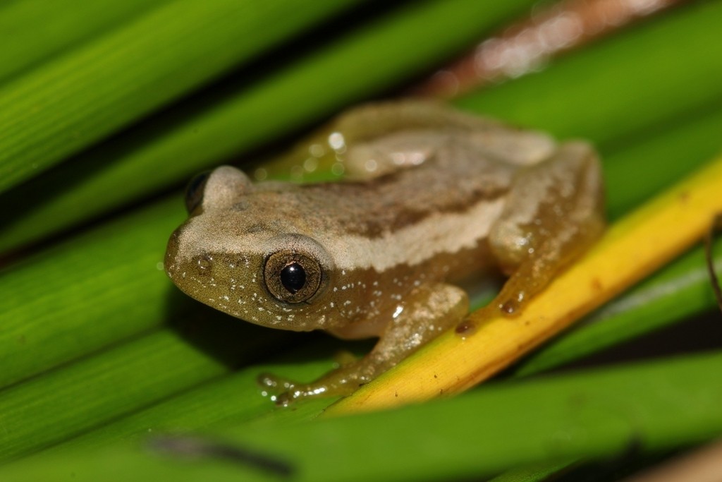 Banana frogs (Afrixalus)