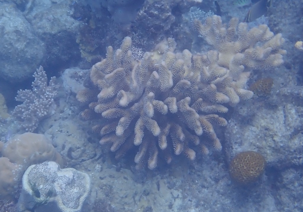 Cauliflower corals (Pocillopora)