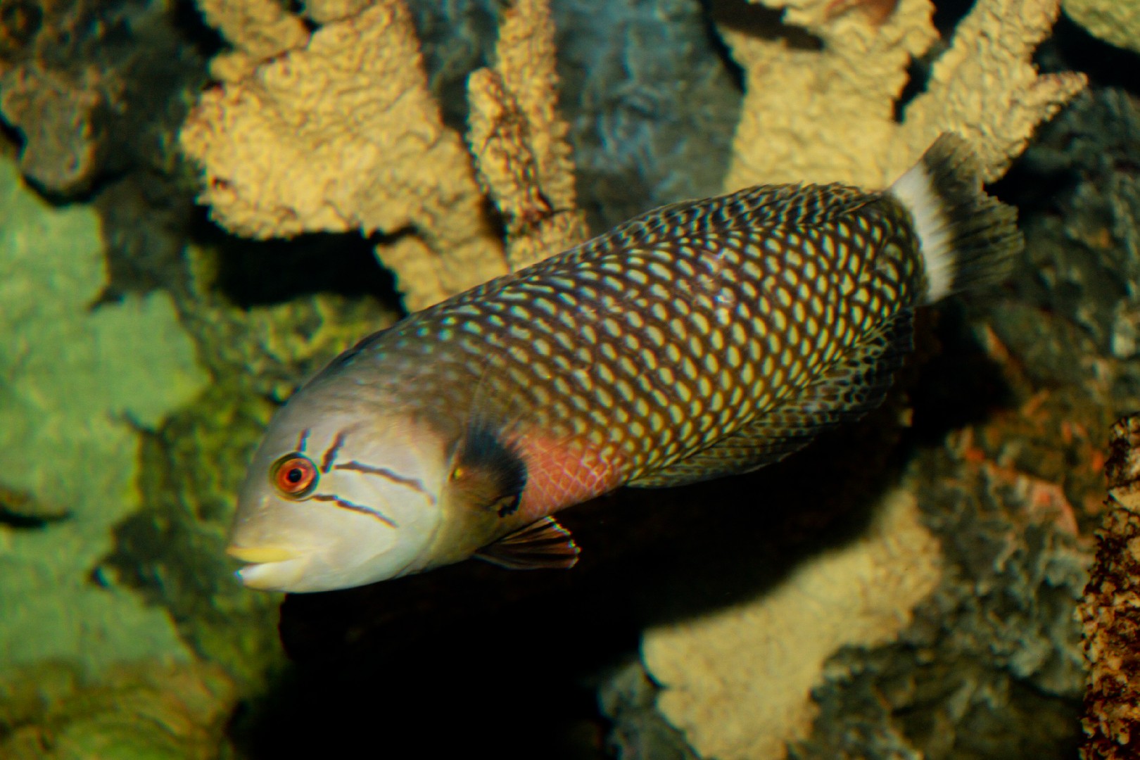 Rockmover wrasse (Novaculichthys taeniourus)