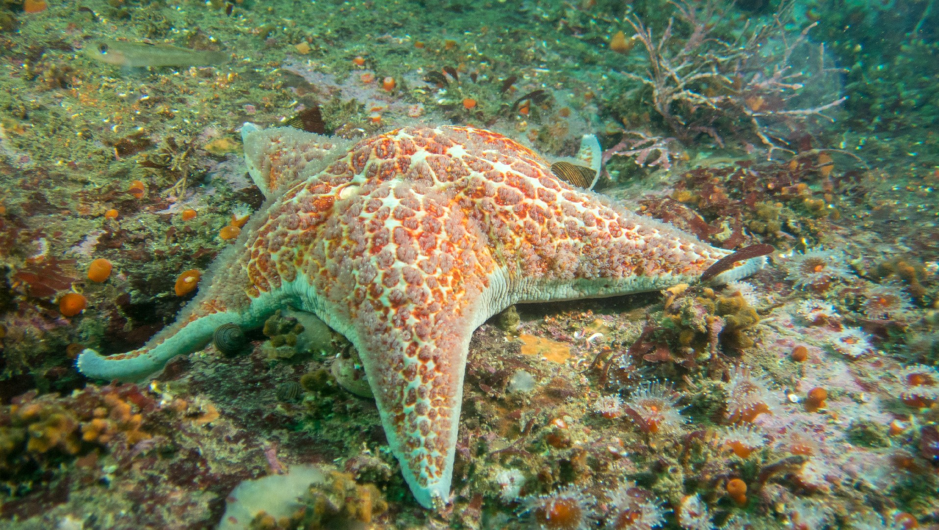 Leather star (Dermasterias imbricata)