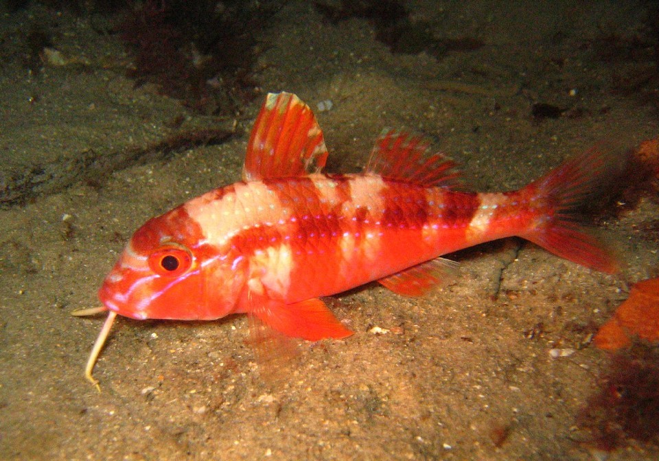 Upeneichthys (Upeneichthys)