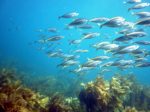 Mackerel scads (Decapterus)