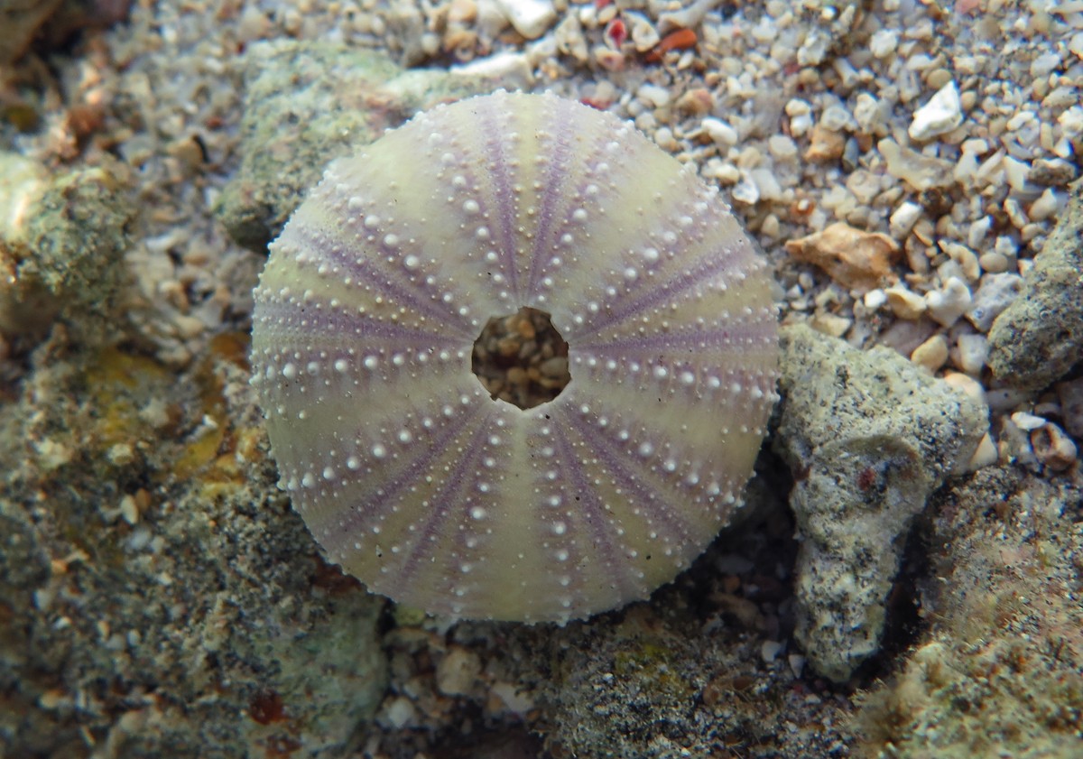 Pfaffenhut-seeigel (Tripneustes gratilla)