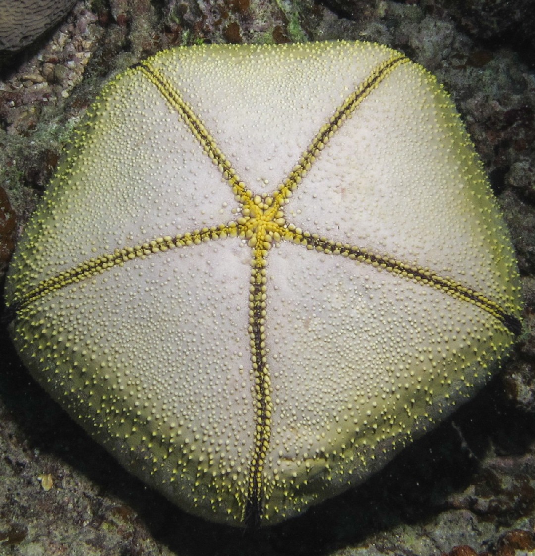 Cushion star (Culcita novaeguineae)