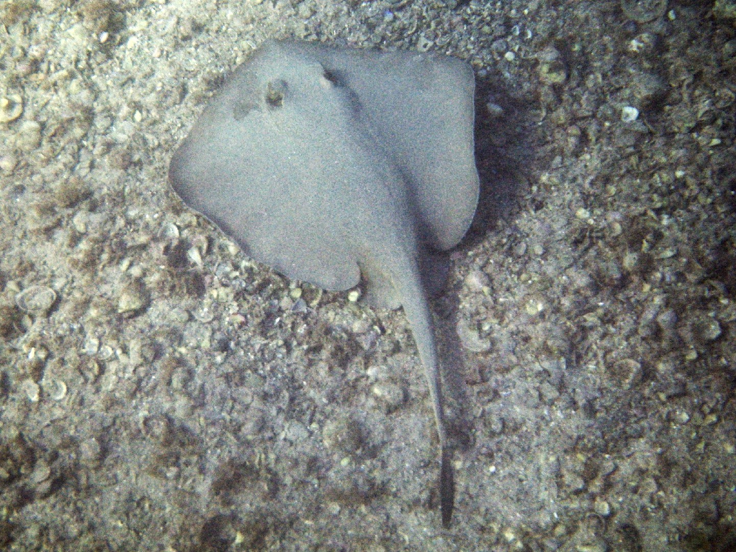 Shovelnose stingaree (Trygonoptera)