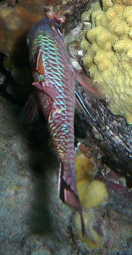 ヒトスジイシモチ属 (Pristiapogon)