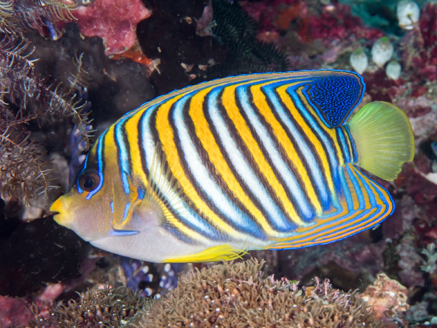 Regal angelfish (Pygoplites diacanthus)