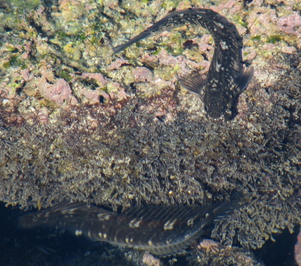 Rockskipper (Istiblennius)