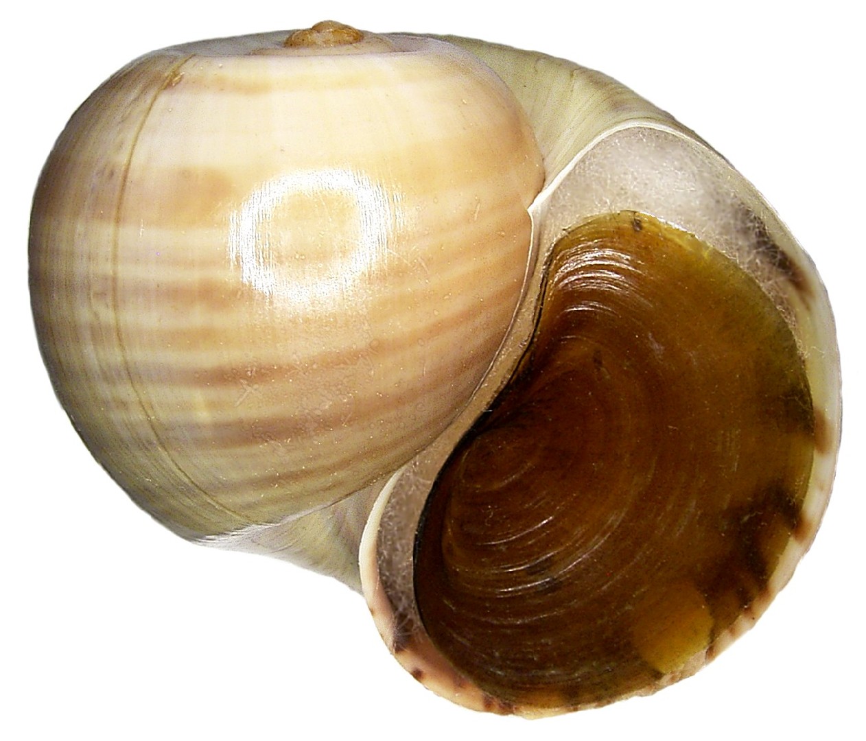 [color] mystery snail (Pomacea)