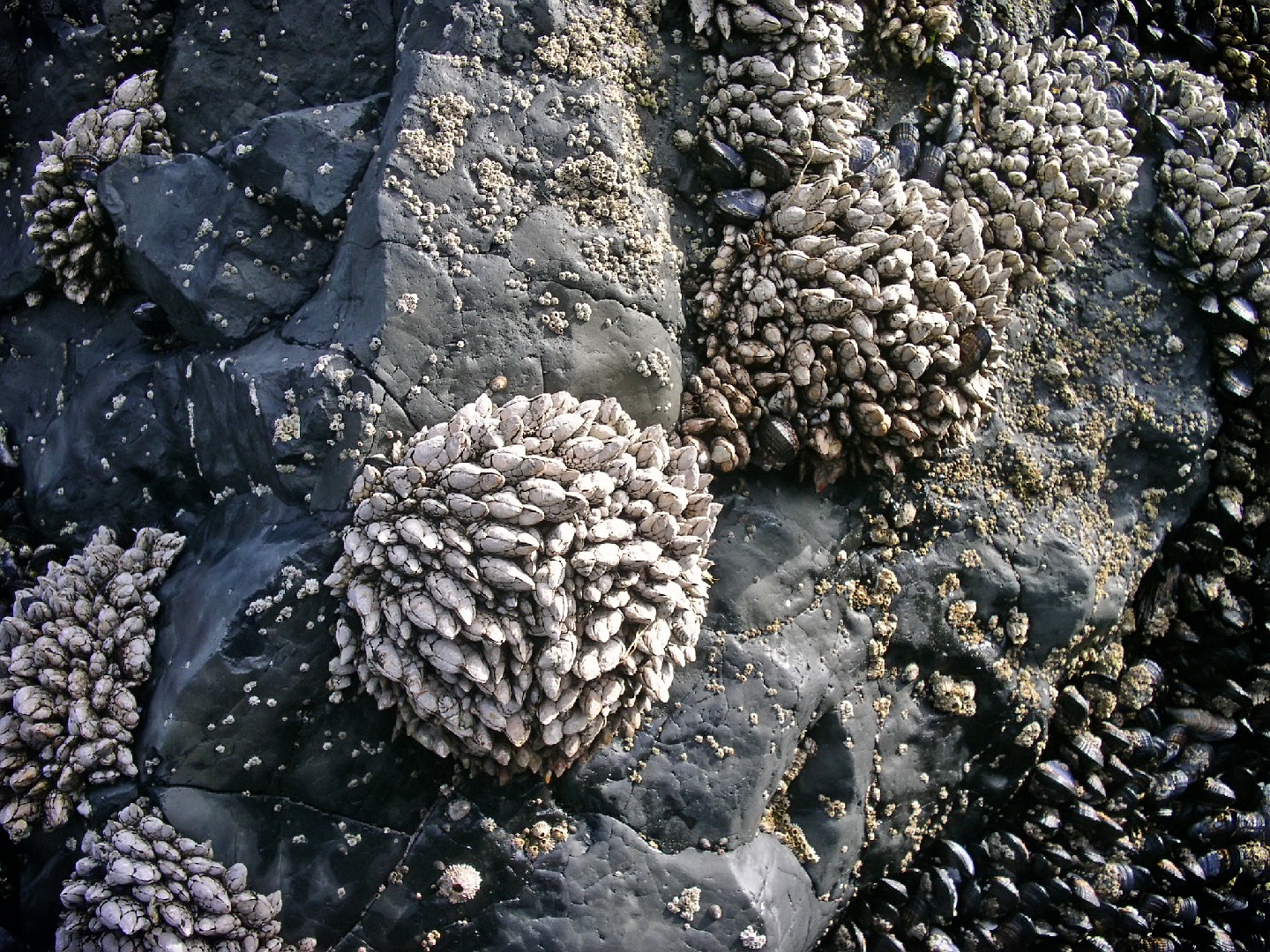 Blättrige entenmuschel (Pollicipes polymerus)