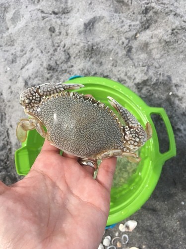 Speckled swimming crab (Arenaeus cribrarius)