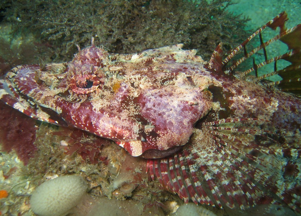 穗吻繸鯒 (Thysanophrys cirronasa)