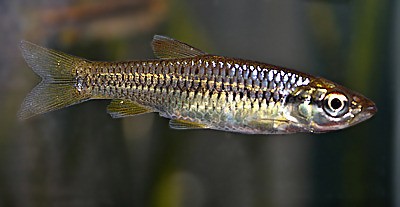 Rasbora (Rasbora)