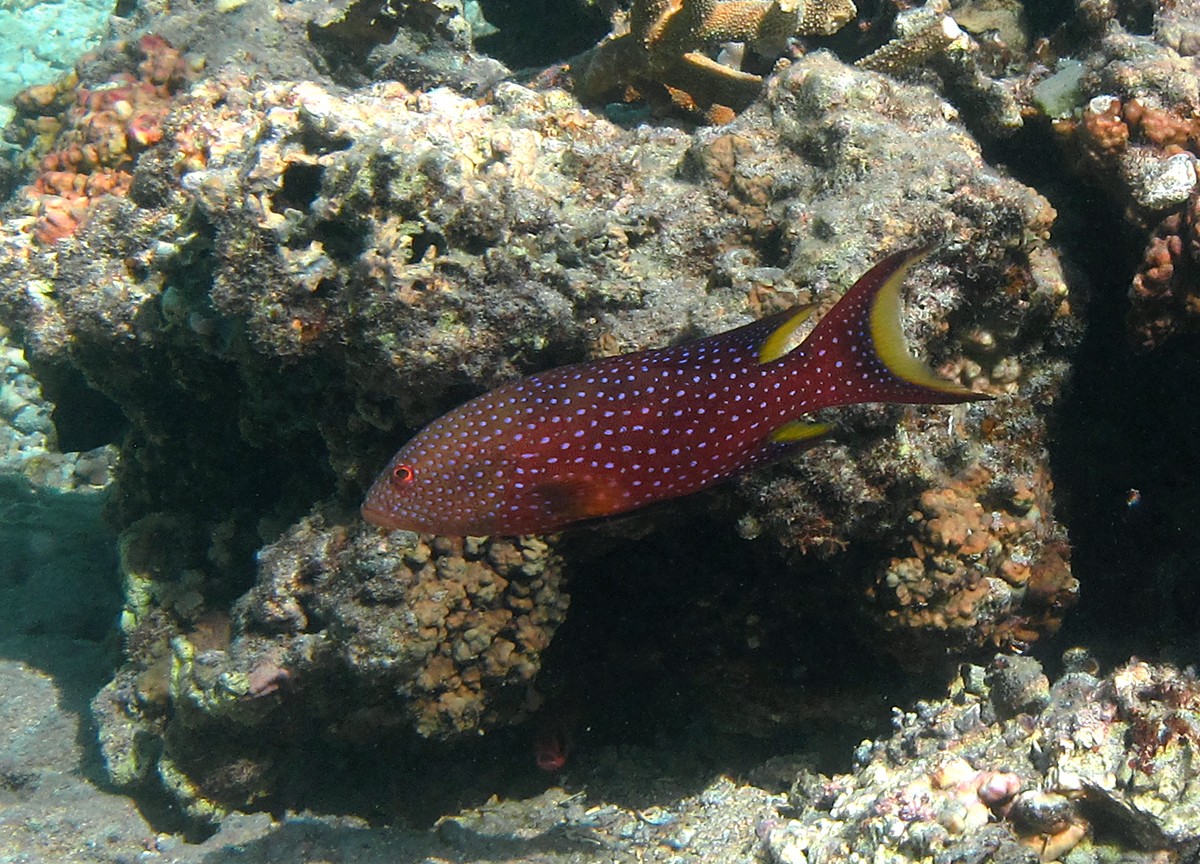 Vieille peinte des coraux (Variola louti)