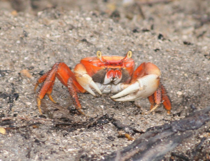 Blue land crab (Cardisoma guanhumi)