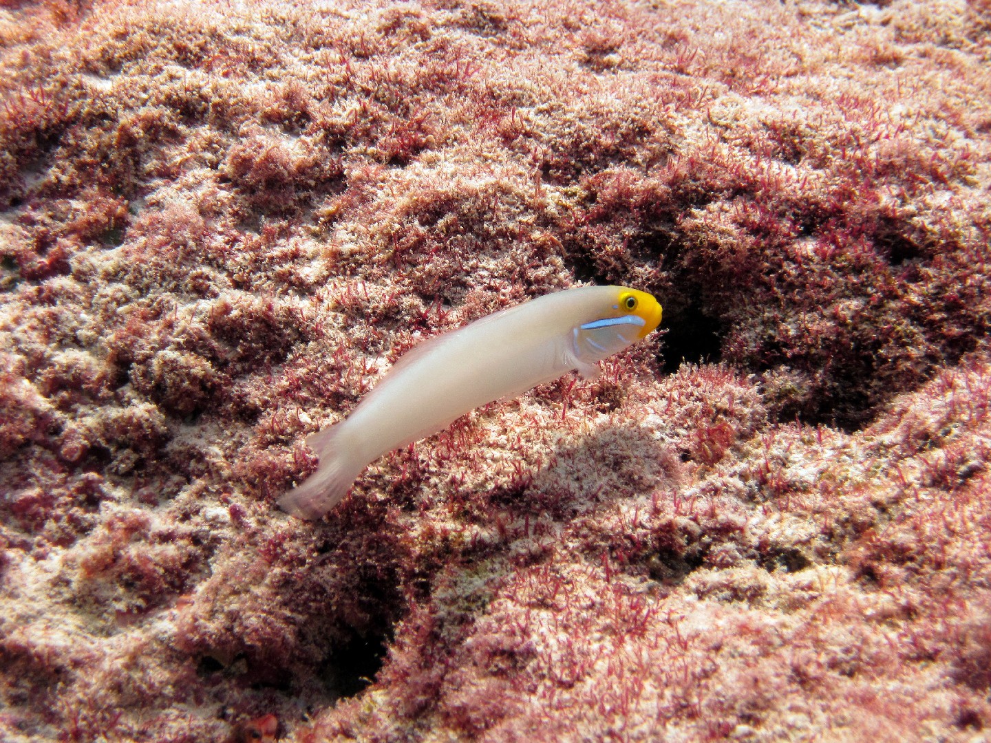 Blueband goby (Valenciennea strigata)