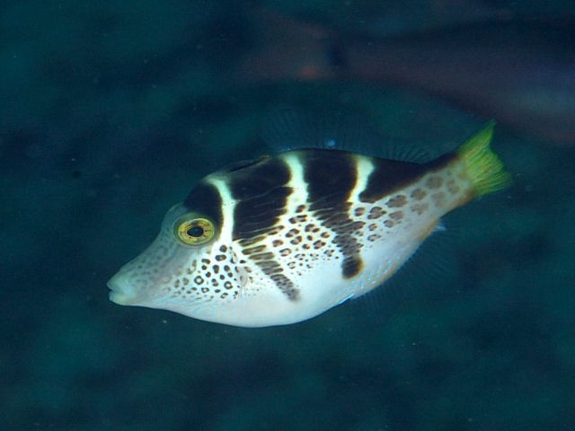 Blacksaddle filefish (Paraluteres prionurus)