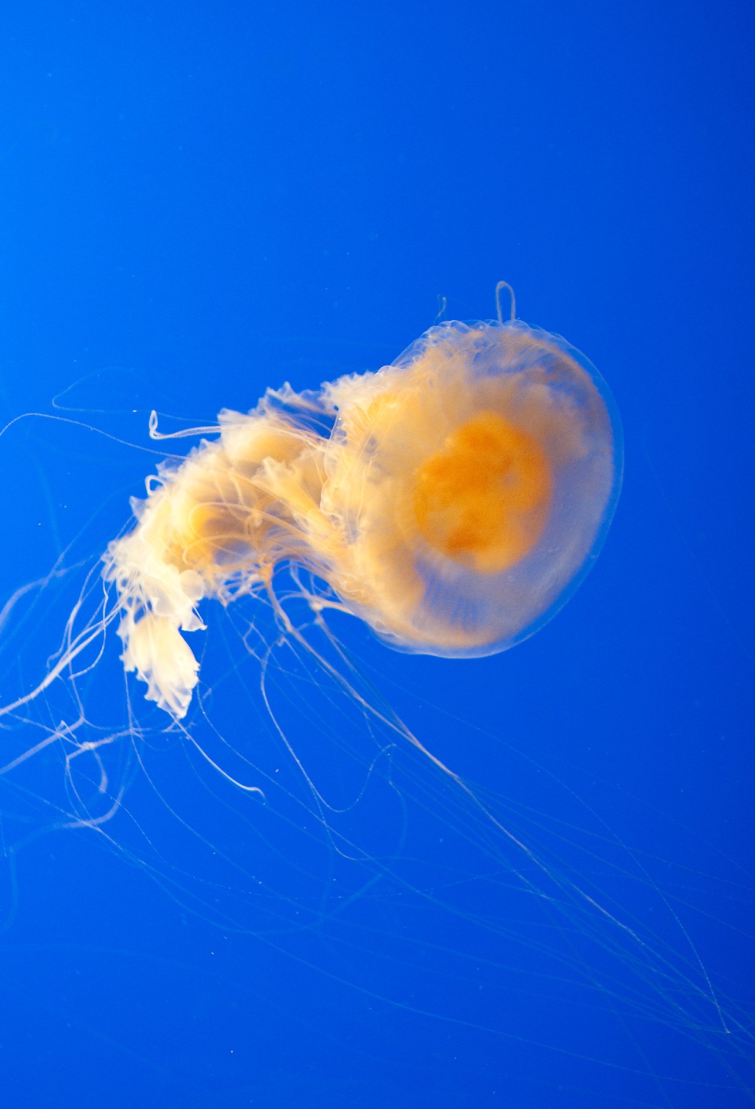 Medusa yema de huevo (Phacellophora)