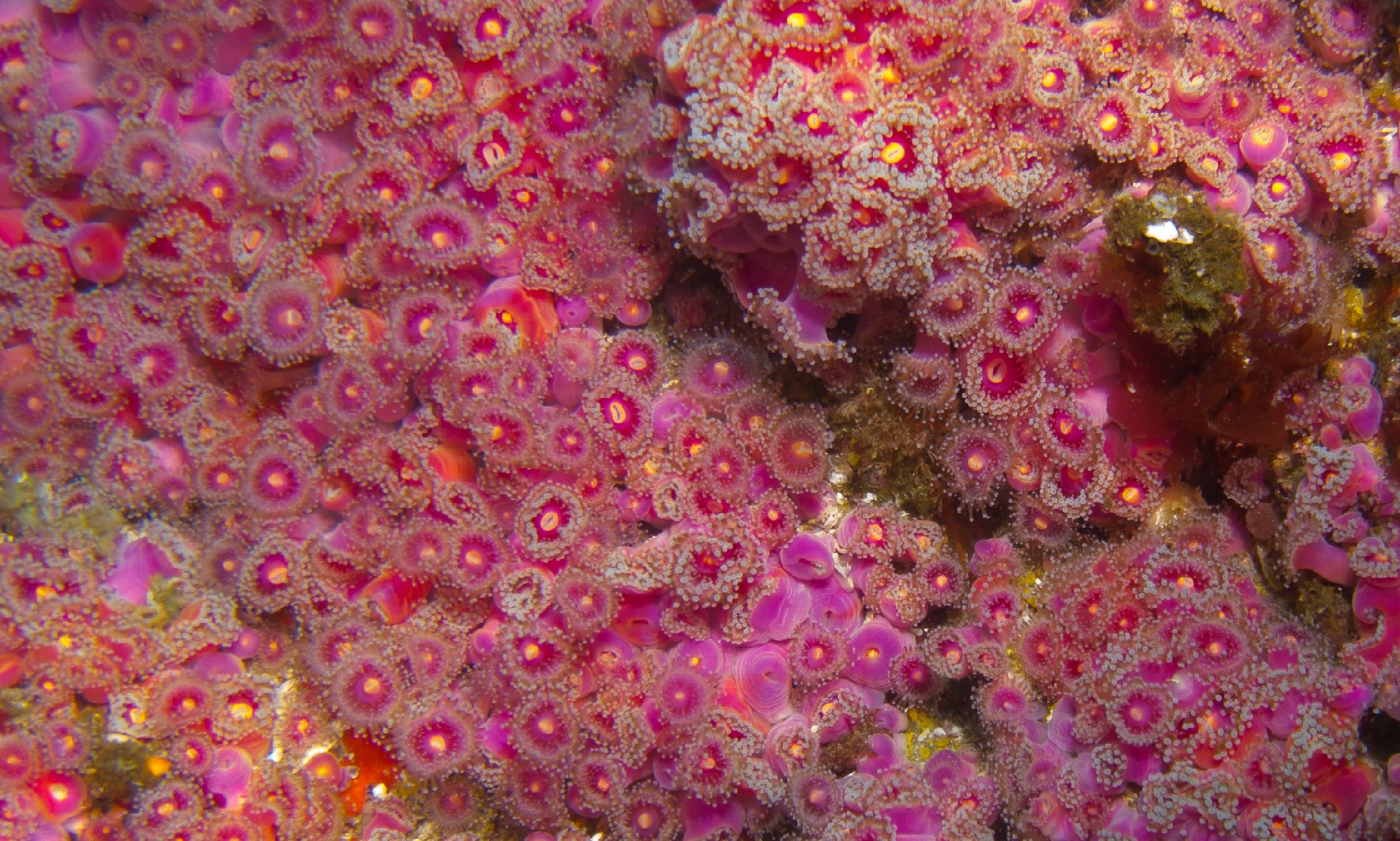 Strawberry anemone (Corynactis californica)