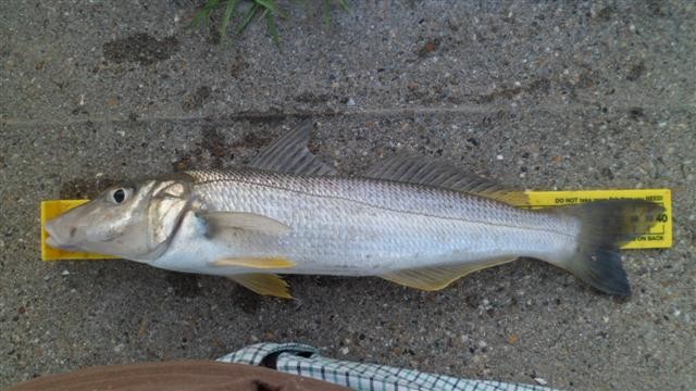 Sand whiting (Sillago ciliata)