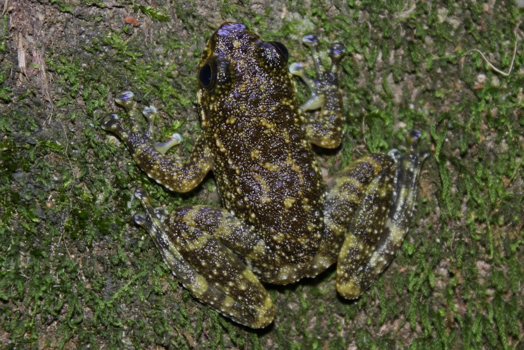Cascade frogs (Amolops)