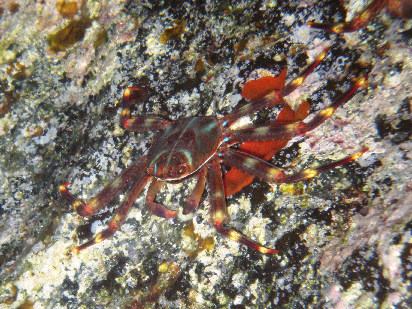 Crabe plat des oursins (Percnon gibbesi)