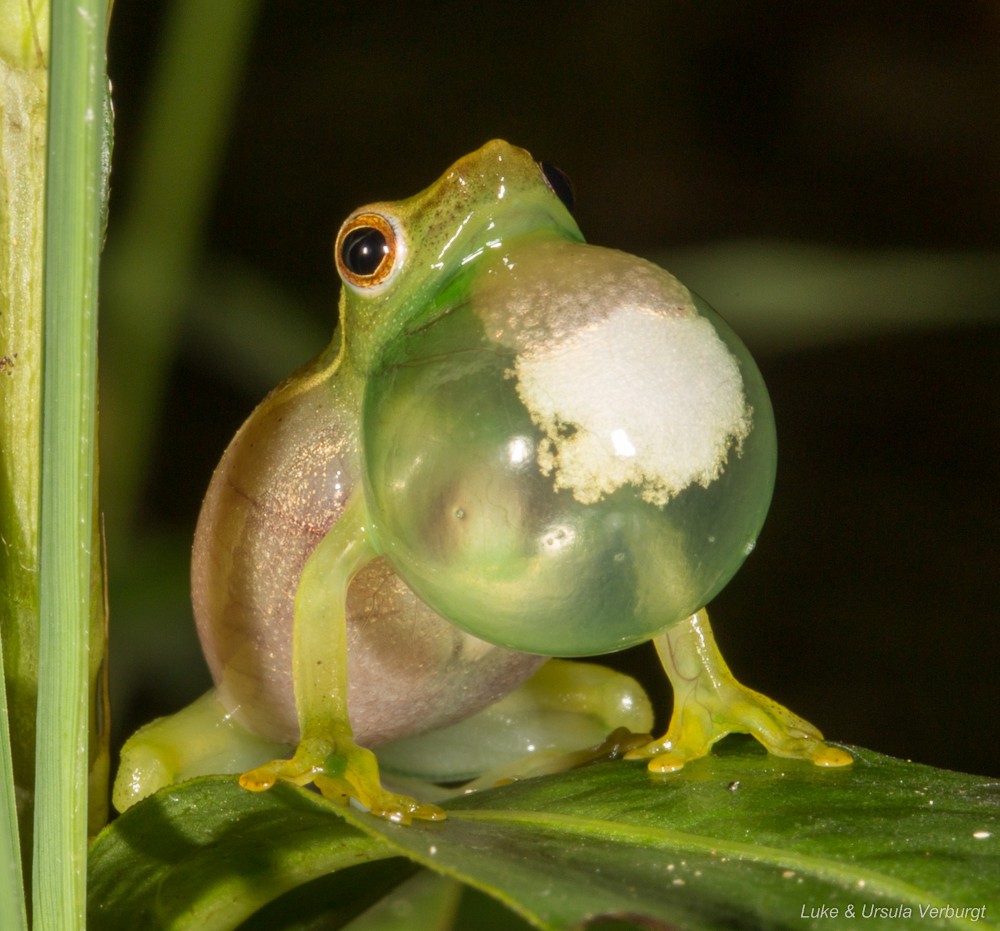 African reed frogs (Hyperolius)
