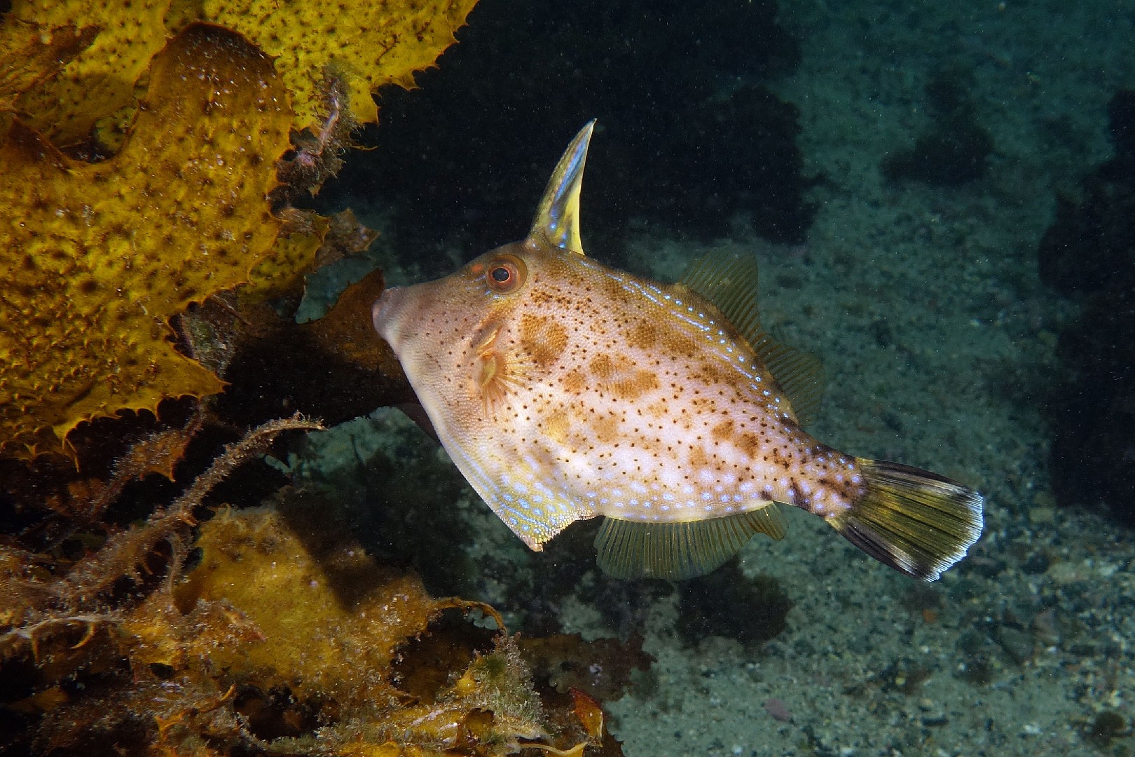 Rough leatherjackets (Scobinichthys granulatus)