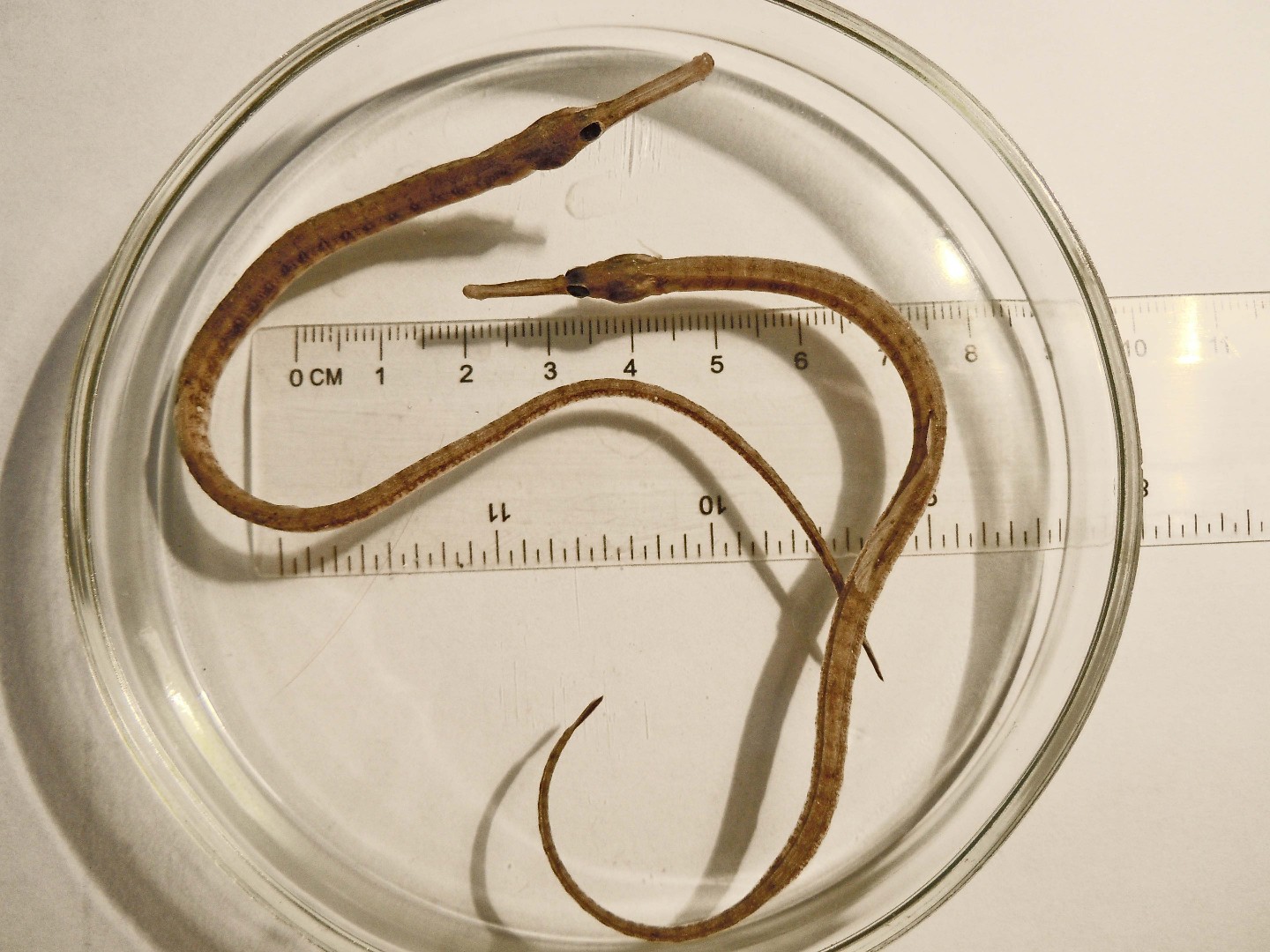 Seaweed pipefishes (Syngnathus)